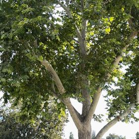 Photo of the plant species American Sycamore by @GladMeyerlemon named Michelle Branch on Greg, the plant care app