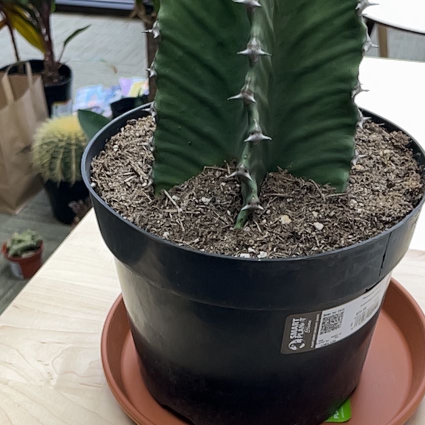 Photo of the plant species Desert Candle Cactus by @SlickKittenears named Bruce Lee on Greg, the plant care app