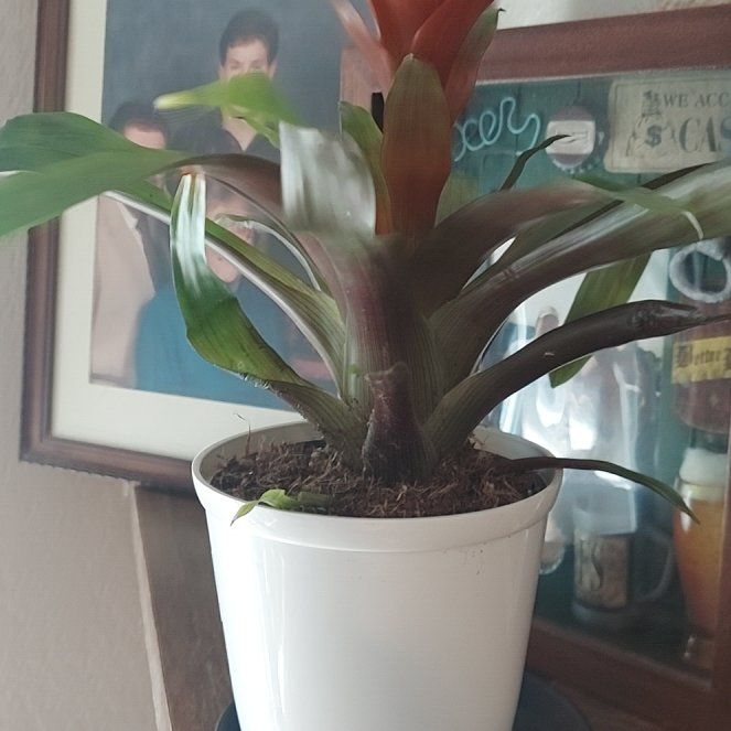 Photo of the plant species Airplant by @HipPapaya49 named Baker on Greg, the plant care app