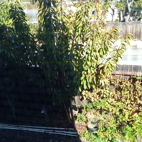 Photo of the plant species Autumn Cherry Tree by @notnewsinse named 3rd Cherry
Tree on Greg, the plant care app