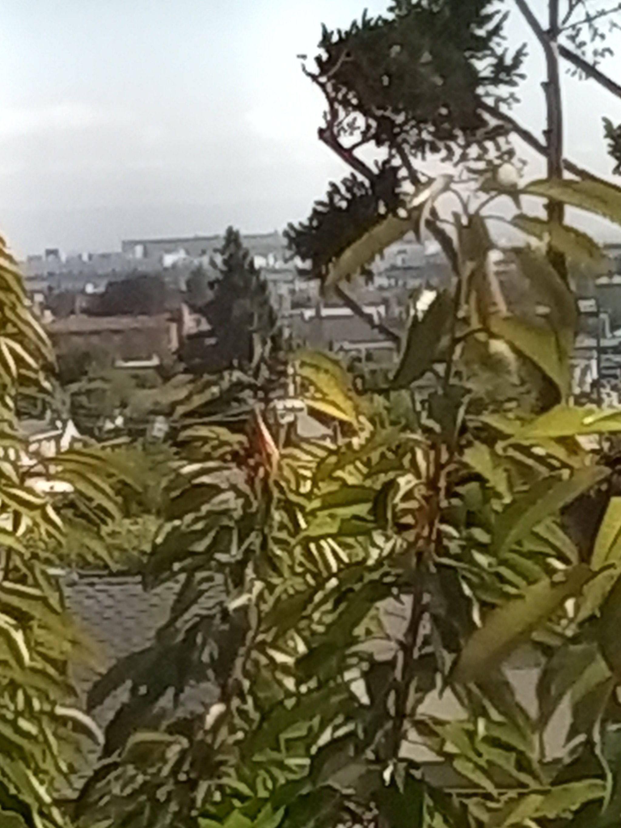 Photo of the plant species Autumn Cherry Tree by @notnewsinse named Second Cherry tree on Greg, the plant care app