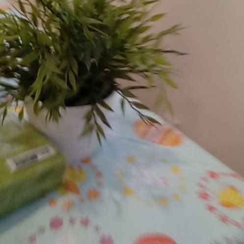 Photo of the plant species Spiked Nutrush by @notnewsinse named Nimja on Greg, the plant care app