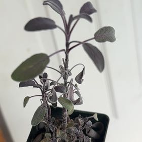 Photo of the plant species Purple Sage by @FitDuncecap14 named Kendall on Greg, the plant care app