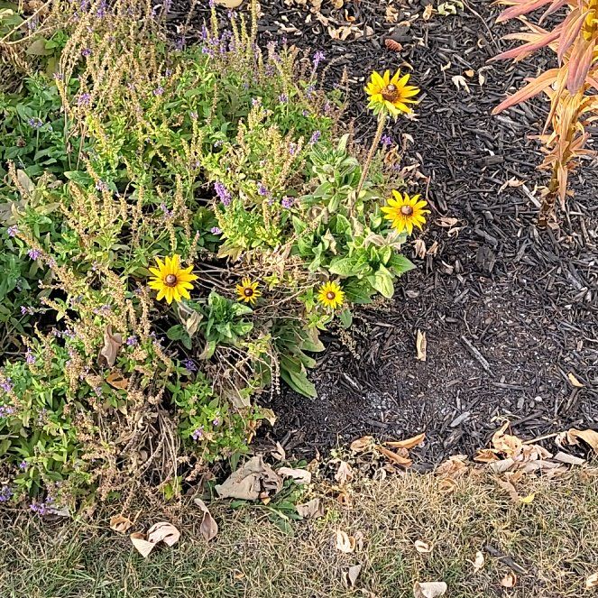 Photo of the plant species Slender Sunflower by @AnewBottleplant named Eva on Greg, the plant care app