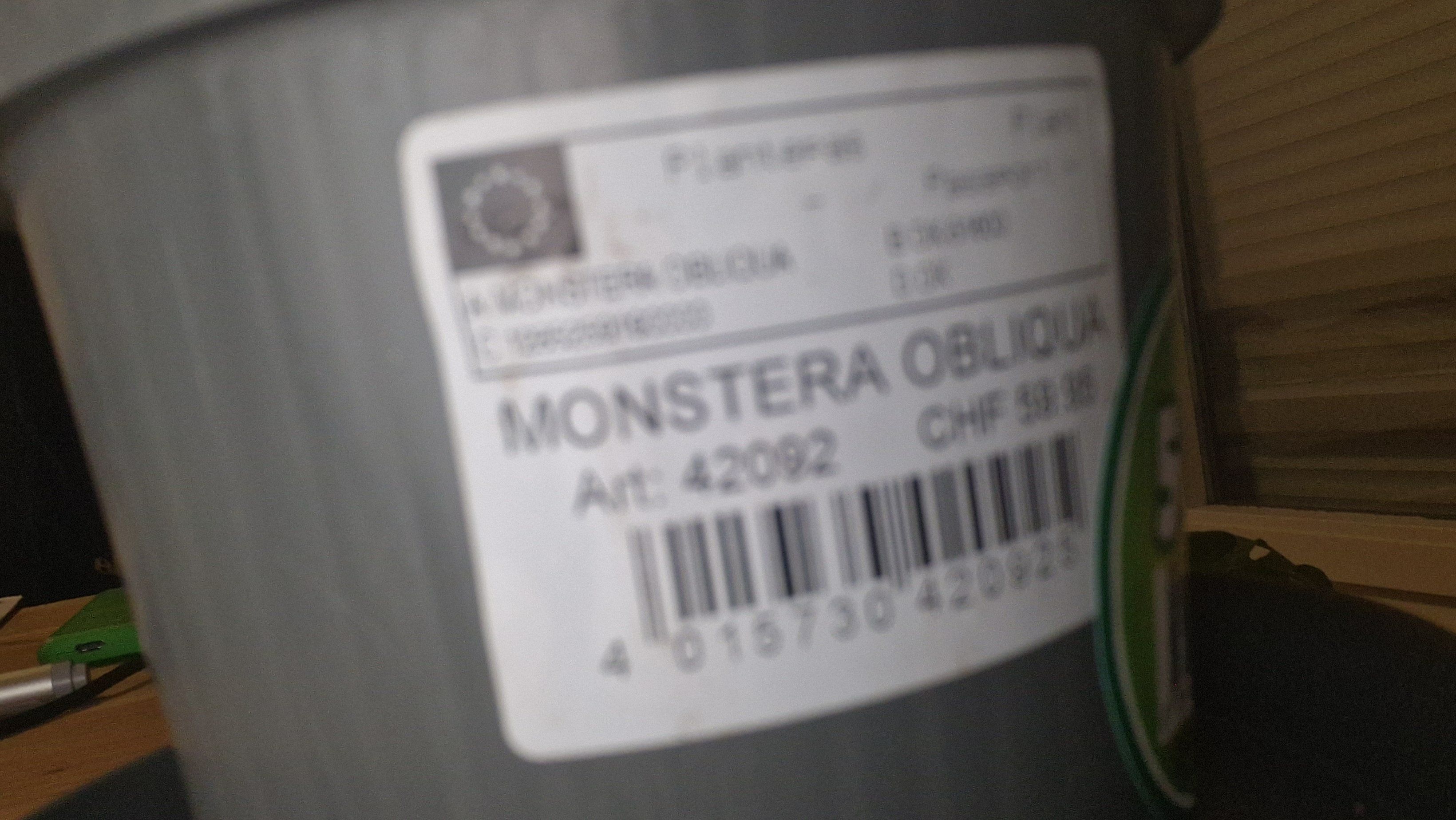 Photo of the plant species Variegated Monstera Obliqua by @FunKeeledgarlic named Forrest on Greg, the plant care app