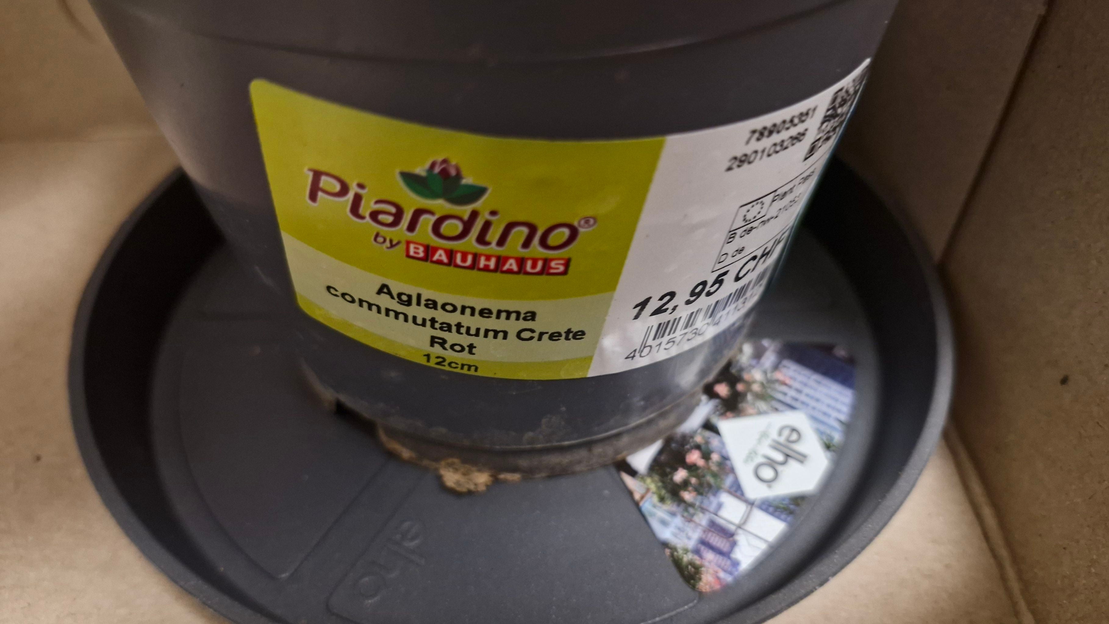 Photo of the plant species Aglaonema commutatum 'Red Vein' by @FunKeeledgarlic named Stella on Greg, the plant care app