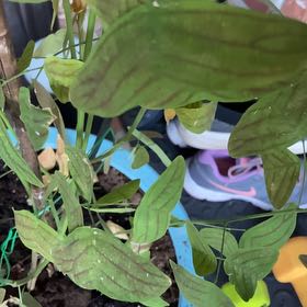 Photo of the plant species Swallowtail Plant by @FelicitousCanna named Keanu Leaves on Greg, the plant care app