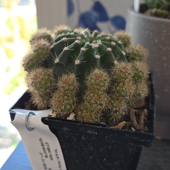 Photo of the plant species Red Sea Urchin Cactus by @FaithfulKonjac named Robert Plant on Greg, the plant care app