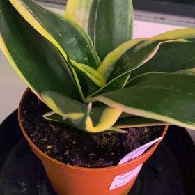 Photo of the plant species Sansevieria 'Hahnii Jade Marginata' by @EarlyCapeivy49 named Spike Leaves on Greg, the plant care app