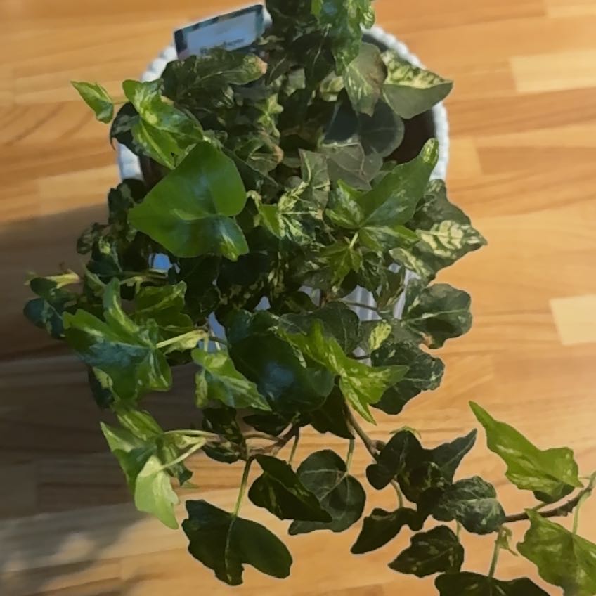 Photo of the plant species Asterisk Ivy by @Newplantmama96 named da Vinci on Greg, the plant care app