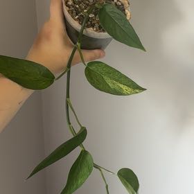 Photo of the plant species Epipremnum pinnatum 'Mint' by @Newplantmama96 named Maya on Greg, the plant care app