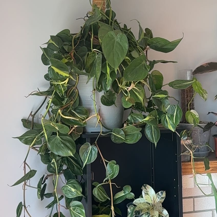 Photo of the plant species Brazil Philodendron by @Newplantmama96 named Morgan Treeman on Greg, the plant care app