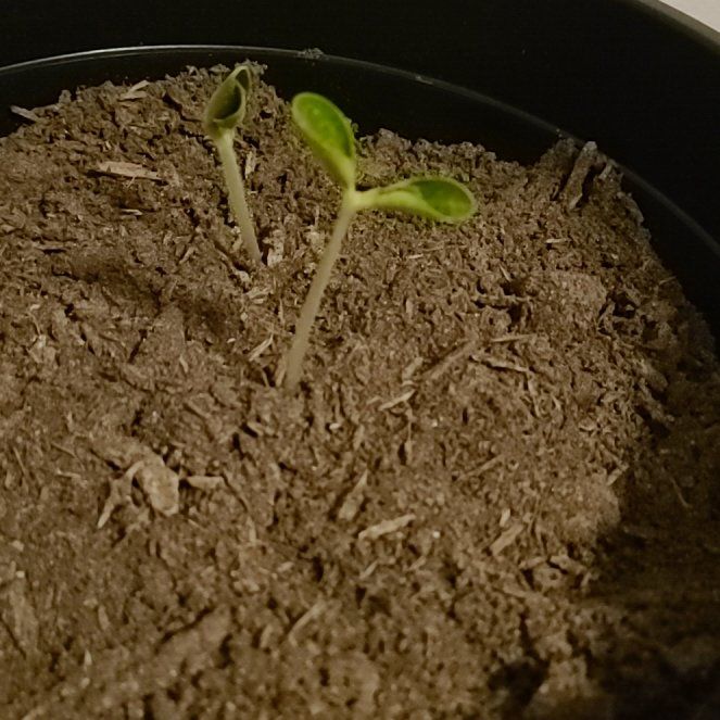 Photo of the plant species Golden Zucchini by @AnewNeonrobusta named Tree Diddy on Greg, the plant care app