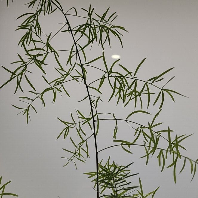 Photo of the plant species Climbing Asparagus Fern by @WillBittervetch named Kesha on Greg, the plant care app