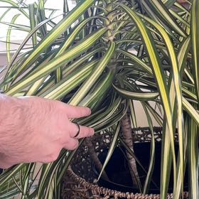 Photo of the plant species Kiwi Dracaena by @SlickBogrhubarb named Manny on Greg, the plant care app