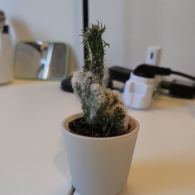 Photo of the plant species Crested Cotton Pole Cactus by @guigui named Greg on Greg, the plant care app