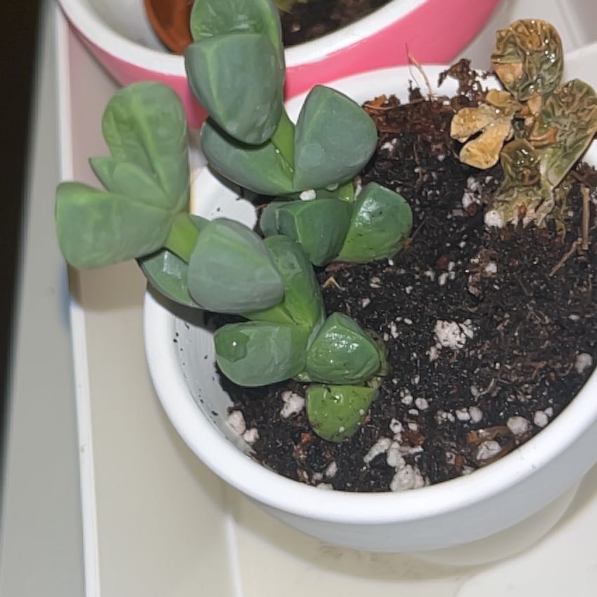 Photo of the plant species Assorted Corpuscularia by @TimelessFeijoa named Orlando Bloom on Greg, the plant care app