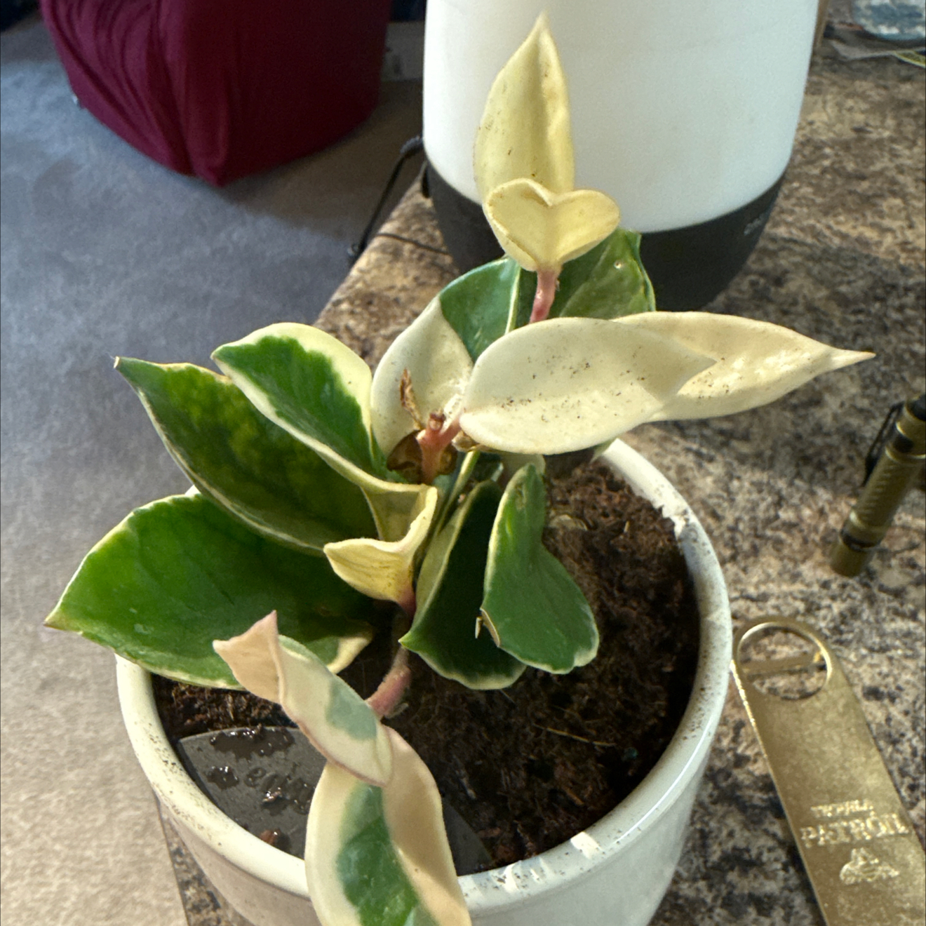 Photo of the plant species Hoya Tricolor by @BagEndArizona named Severo au Barca on Greg, the plant care app