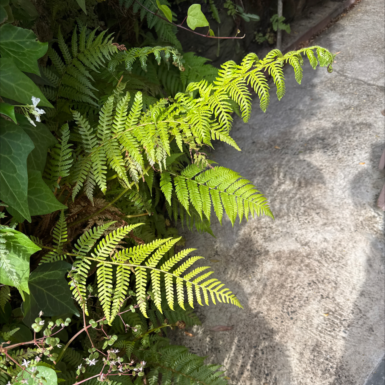 Photo of the plant species Wing Fern by @YoungPinkball66 named Orwell - side walkway on Greg, the plant care app