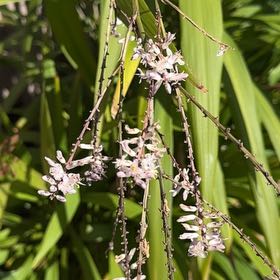 Photo of the plant species Western Australian Peppermint by @YoungPinkball66 named Dax on Greg, the plant care app