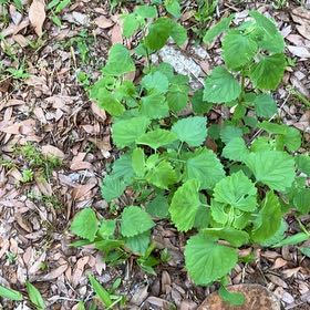 Photo of the plant species Smooth Yellow Violet by @ComicGoldthread named Marilyn on Greg, the plant care app