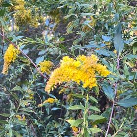 Photo of the plant species Rough Canada Goldenrod by @ComicGoldthread named Pax on Greg, the plant care app
