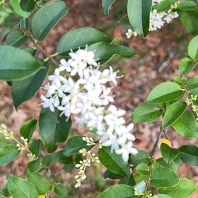Photo of the plant species Chinese Privet by @ComicGoldthread named Gregarious on Greg, the plant care app