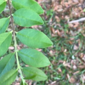 Photo of the plant species Chinese Privet by @ComicGoldthread named Austen on Greg, the plant care app