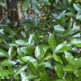 Photo of the plant species Sweetbay Magnolia by @ComicGoldthread named Rosa on Greg, the plant care app