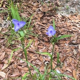 Photo of the plant species Ohio Spiderwort by @ComicGoldthread named Mando on Greg, the plant care app