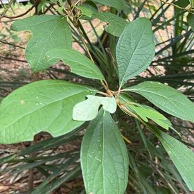 Photo of the plant species Common Sassafras by @ComicGoldthread named Beyonce on Greg, the plant care app