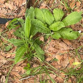 Photo of the plant species Common Primrose by @ComicGoldthread named Remington on Greg, the plant care app