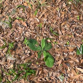 Photo of the plant species Conker Tree by @ComicGoldthread named Daphne on Greg, the plant care app