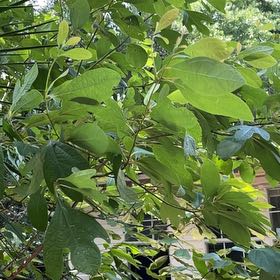 Photo of the plant species Common Sassafras by @ComicGoldthread named Osmo on Greg, the plant care app