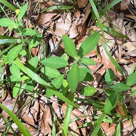 Photo of the plant species Toothed Euphorbia by @ComicGoldthread named Beckham on Greg, the plant care app
