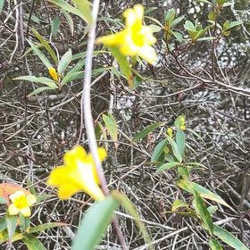 Photo of the plant species Carolina Jessamine by @ComicGoldthread named Tupot amaroot on Greg, the plant care app