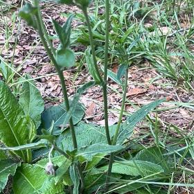 Photo of the plant species Chickory by @ComicGoldthread named Dax on Greg, the plant care app