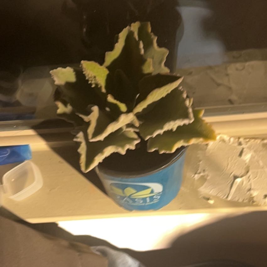 Photo of the plant species Kalanchoe beharensis 'Fang' by @RadSpurredanoda named Fubu on Greg, the plant care app
