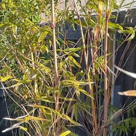 Photo of the plant species Bambusa multiplex 'Alphonse Karr' by @LegitFrithia named Alphonse on Greg, the plant care app
