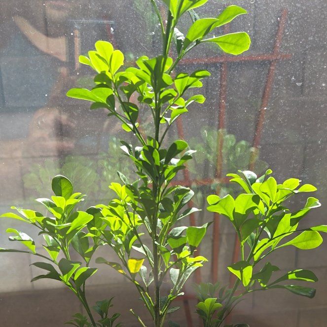 Photo of the plant species Chinese Perfume Plant by @SuperCanadalily named da Vinci on Greg, the plant care app