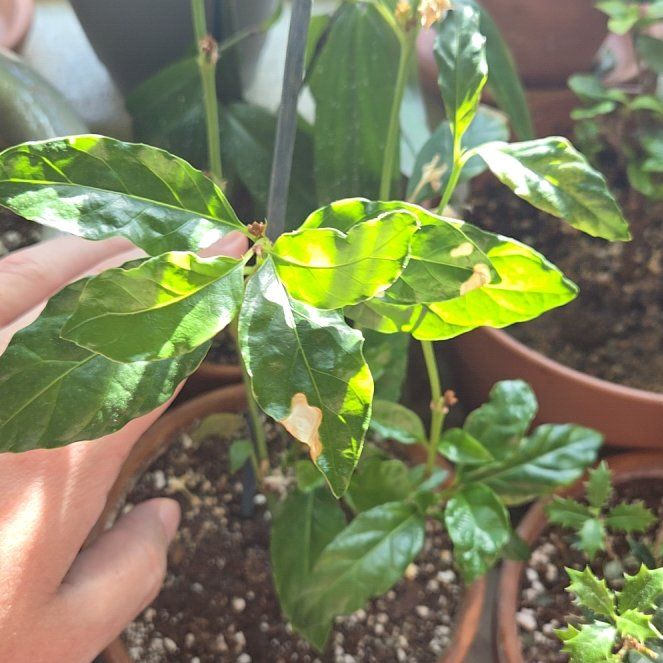 Photo of the plant species African Gardenia by @SuperCanadalily named Athena on Greg, the plant care app