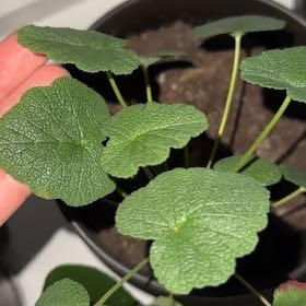 Photo of the plant species Pelargonium australe by @EternalShallot named Kendall on Greg, the plant care app