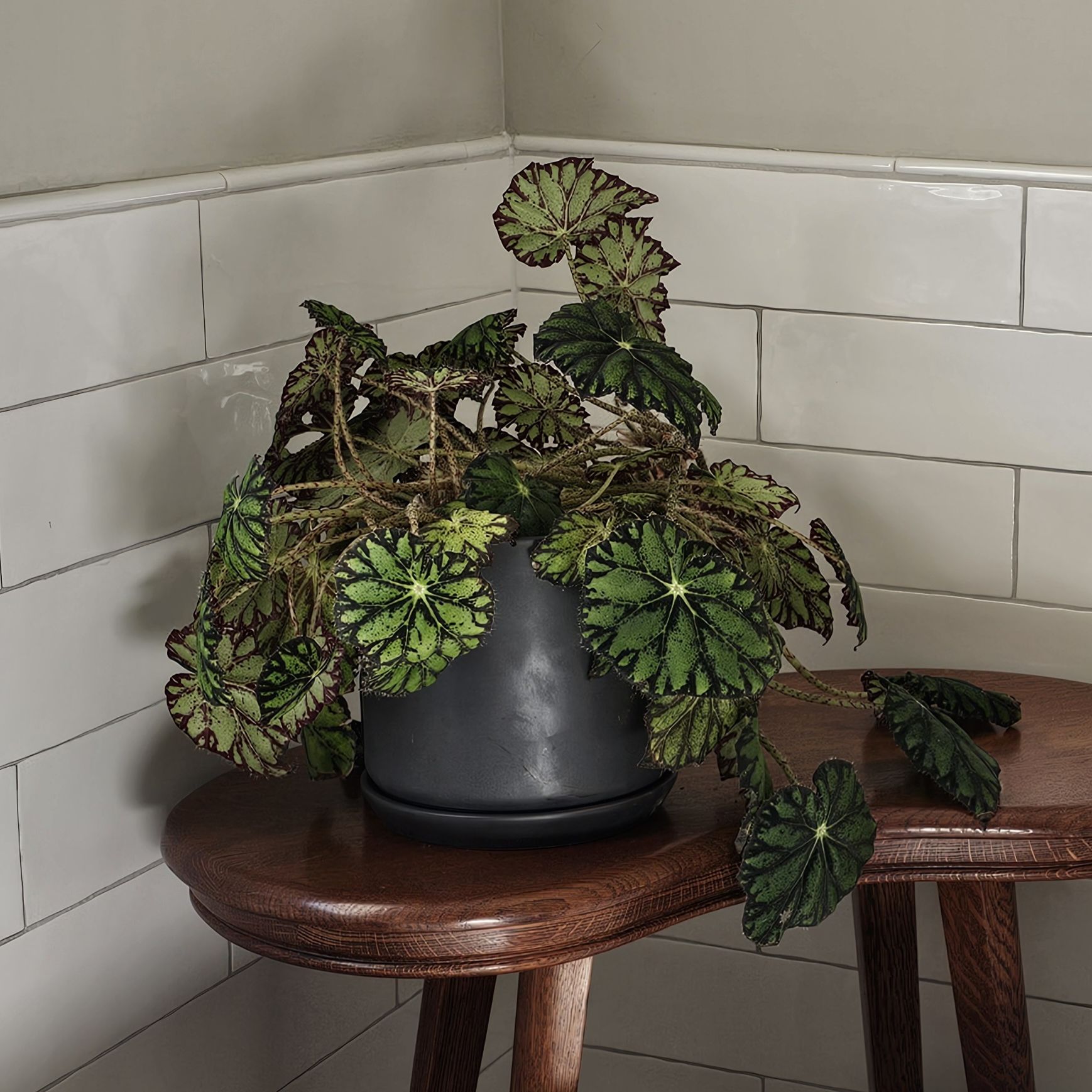 Photo of the plant species Eyelash Begonia by @NiftyGoatweed named Wanda on Greg, the plant care app