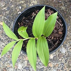 Photo of the plant species Solomon's Plume by @GoodEuropeanash named Surya on Greg, the plant care app