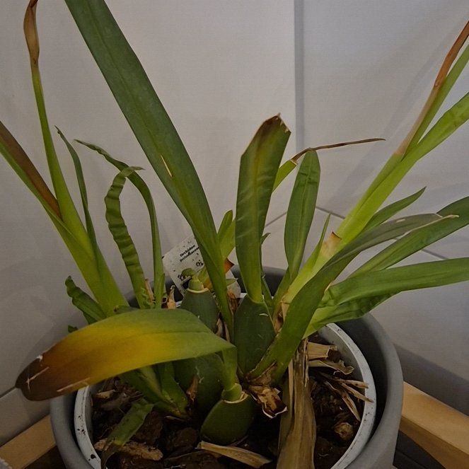 Photo of the plant species Dancing Lady Orchid by @GemCrotonmarney named Austen on Greg, the plant care app