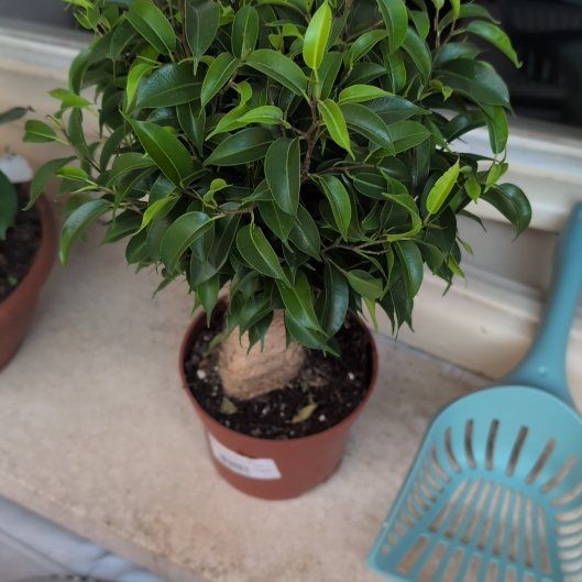 Photo of the plant species Natasha Weeping Fig by @BuffTreeivy0 named Osmo on Greg, the plant care app