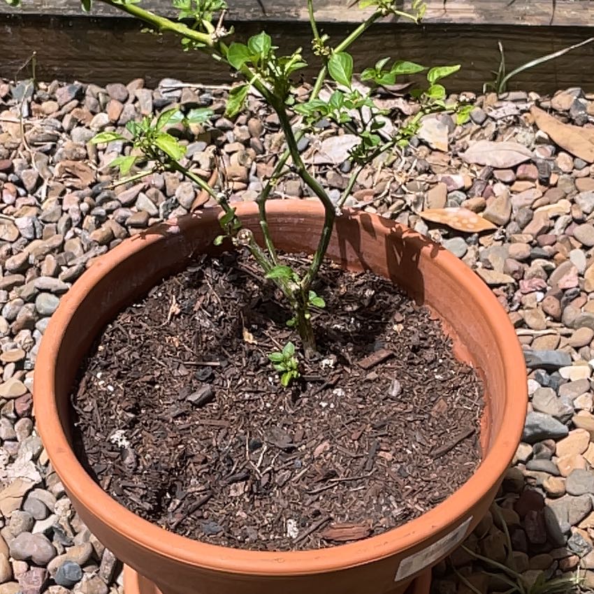 Photo of the plant species chilli by @ShinyPincherry named Dax on Greg, the plant care app