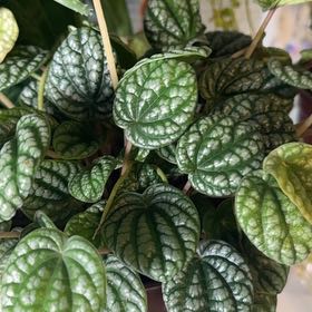 Photo of the plant species Peperomia Burbella by @ThePlantvengers named Clea on Greg, the plant care app