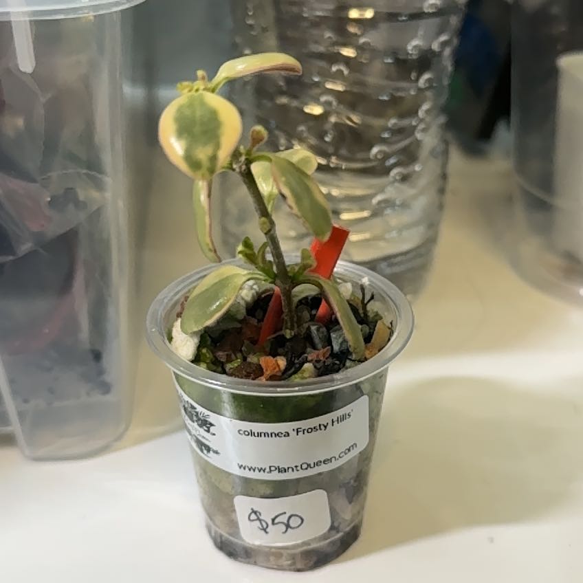 Photo of the plant species Dancing Dolphin by @ThePlantvengers named Emma on Greg, the plant care app