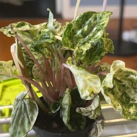 Photo of the plant species Variegated ripple peperomia by @ThePlantvengers named Illyana on Greg, the plant care app